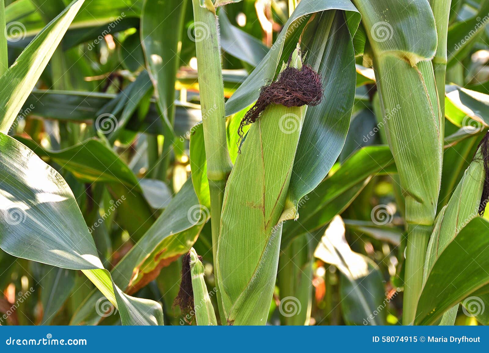 Corn Cob Growing on Corn Plant Stock Image Image of grow, produce