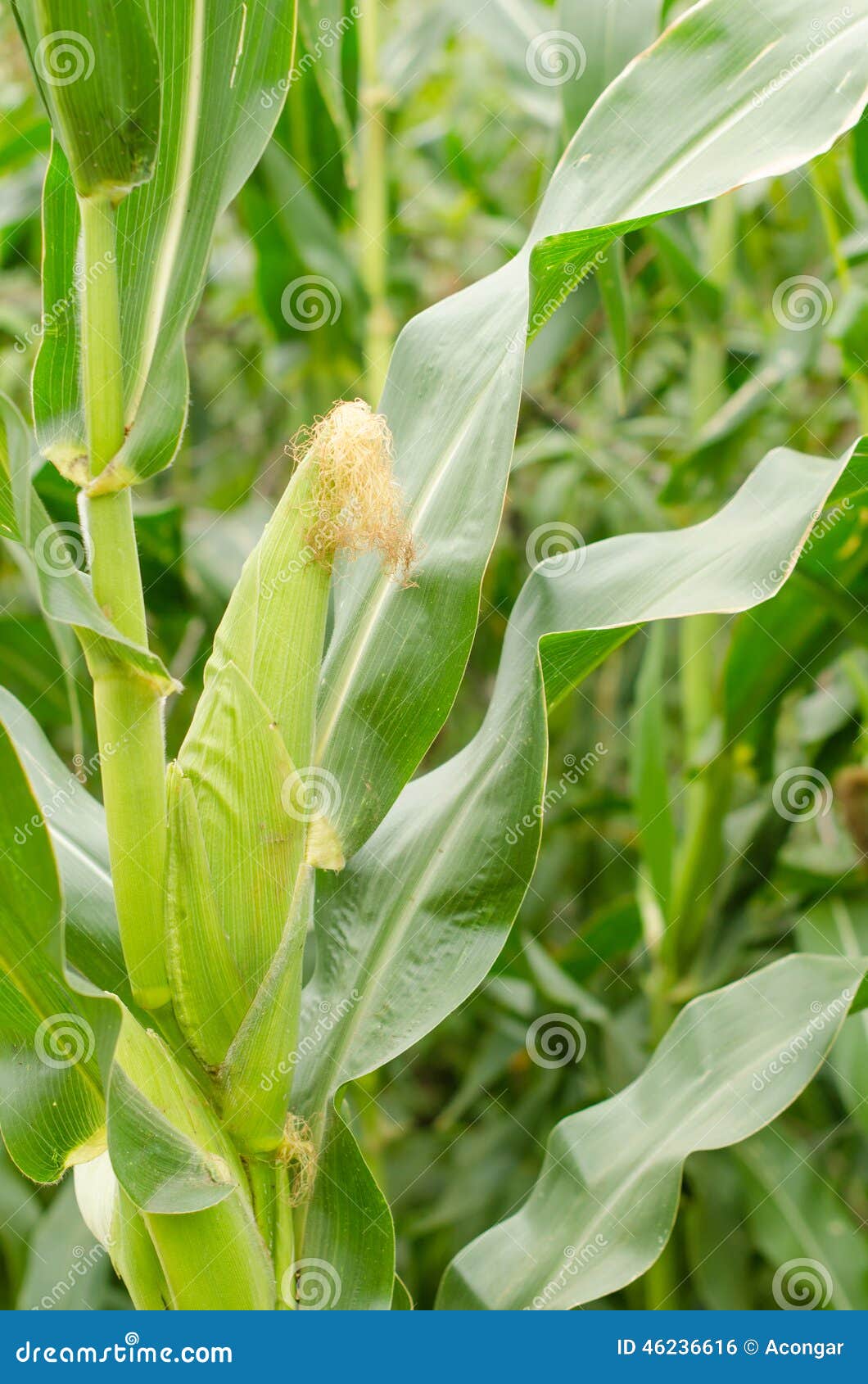 corn cob