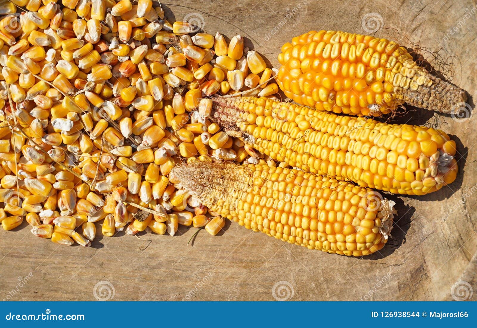 3,221 Corn Cob Corn Seeds Photos Free & RoyaltyFree Stock Photos