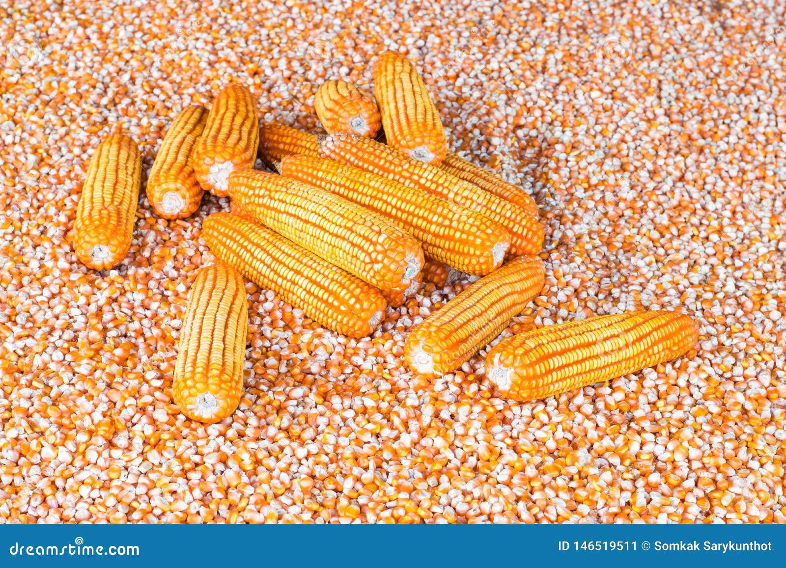 Corn cob and corn seeds stock image. Image of copy, grain 146519511