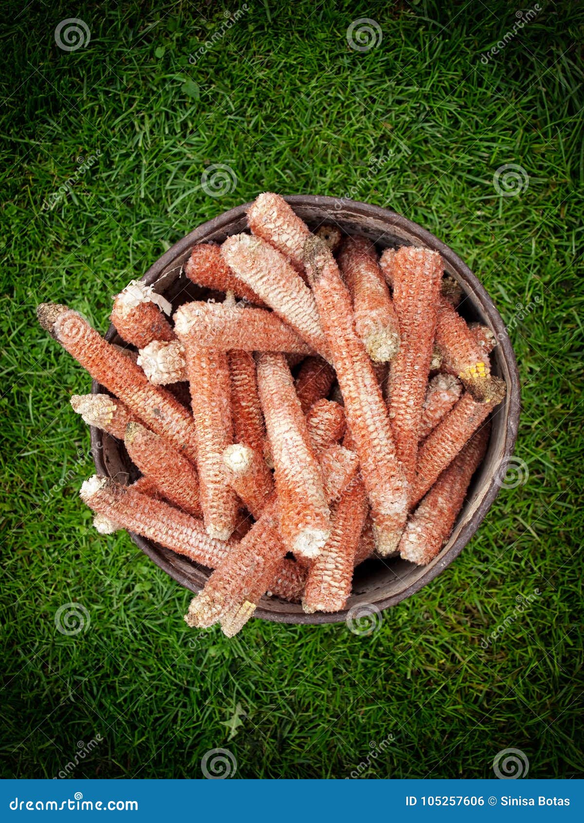 Corn cob waste stock photo. Image of rural, country 105257606