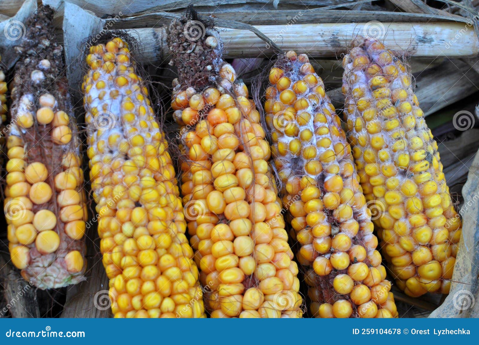 corn cobs are affected by fusarium - the causative agent of fusarium moniliforme