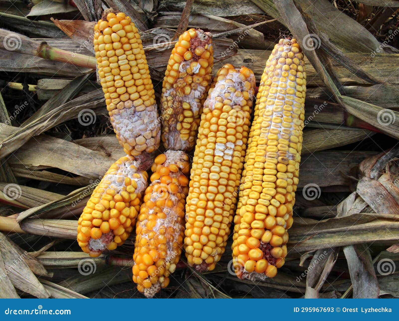corn cobs are affected by fusarium - the causative agent of fusarium moniliforme