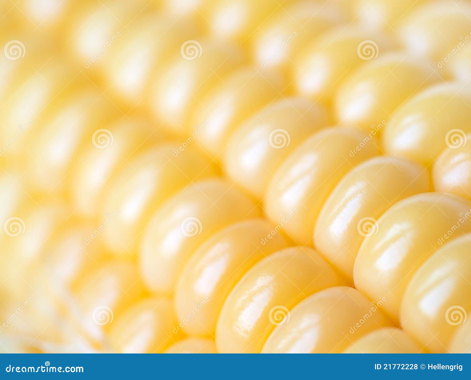 Corn cobs background stock photo. Image of grain, background - 21772228