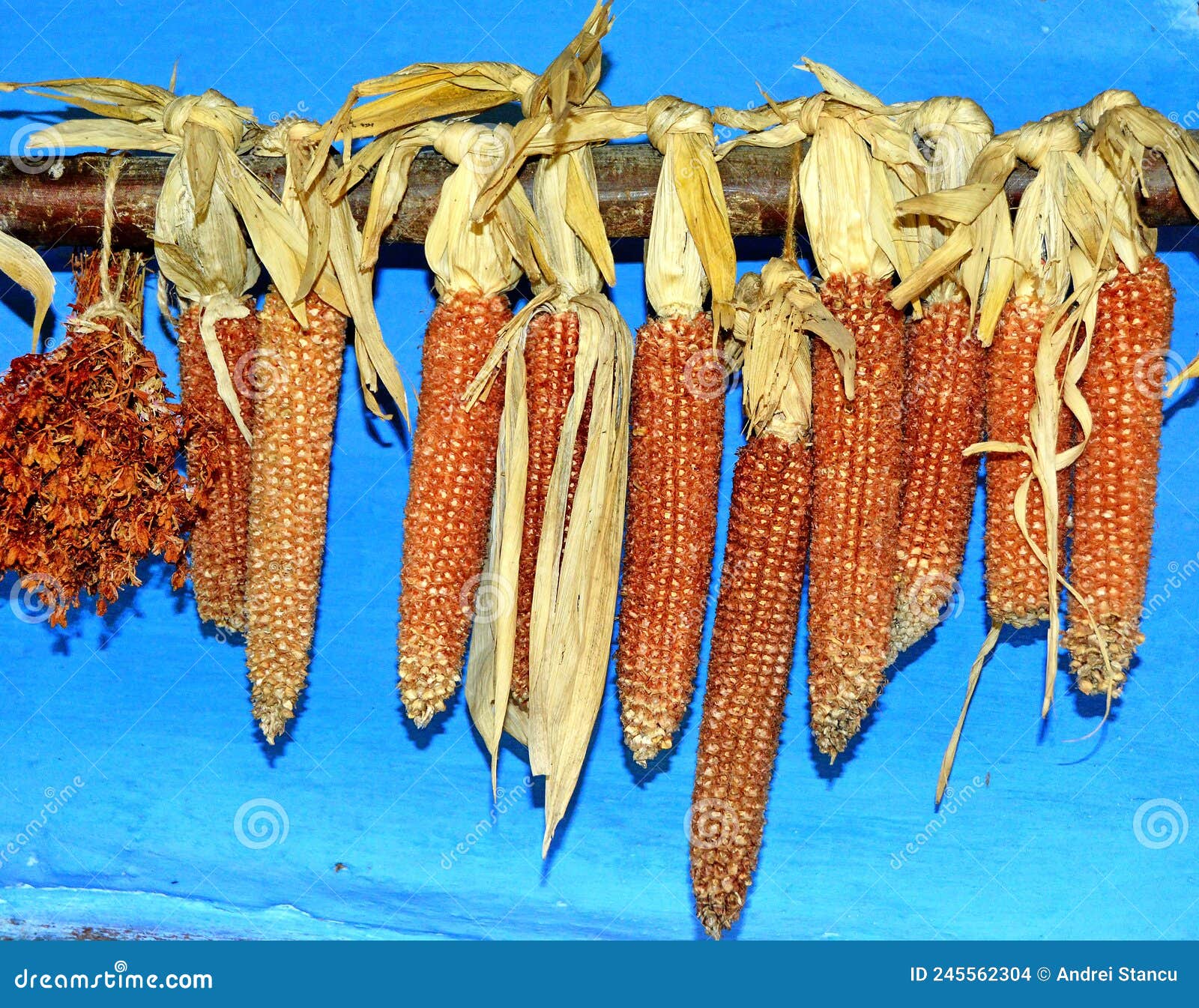 Corn cobs stock photo. Image of agriculture, blue, bunch 245562304