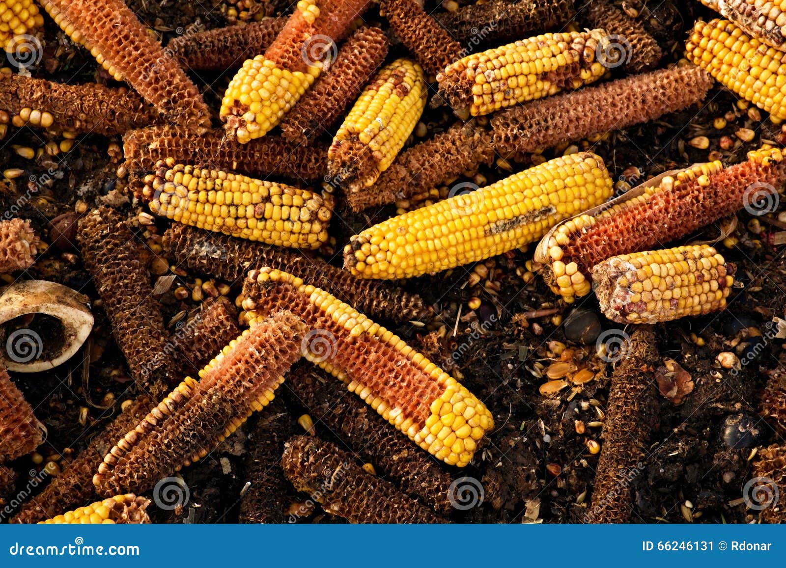 Corn Cobs Milled As Animal Feed. Waste from the End of Corn Shelling Process Stock Image Image