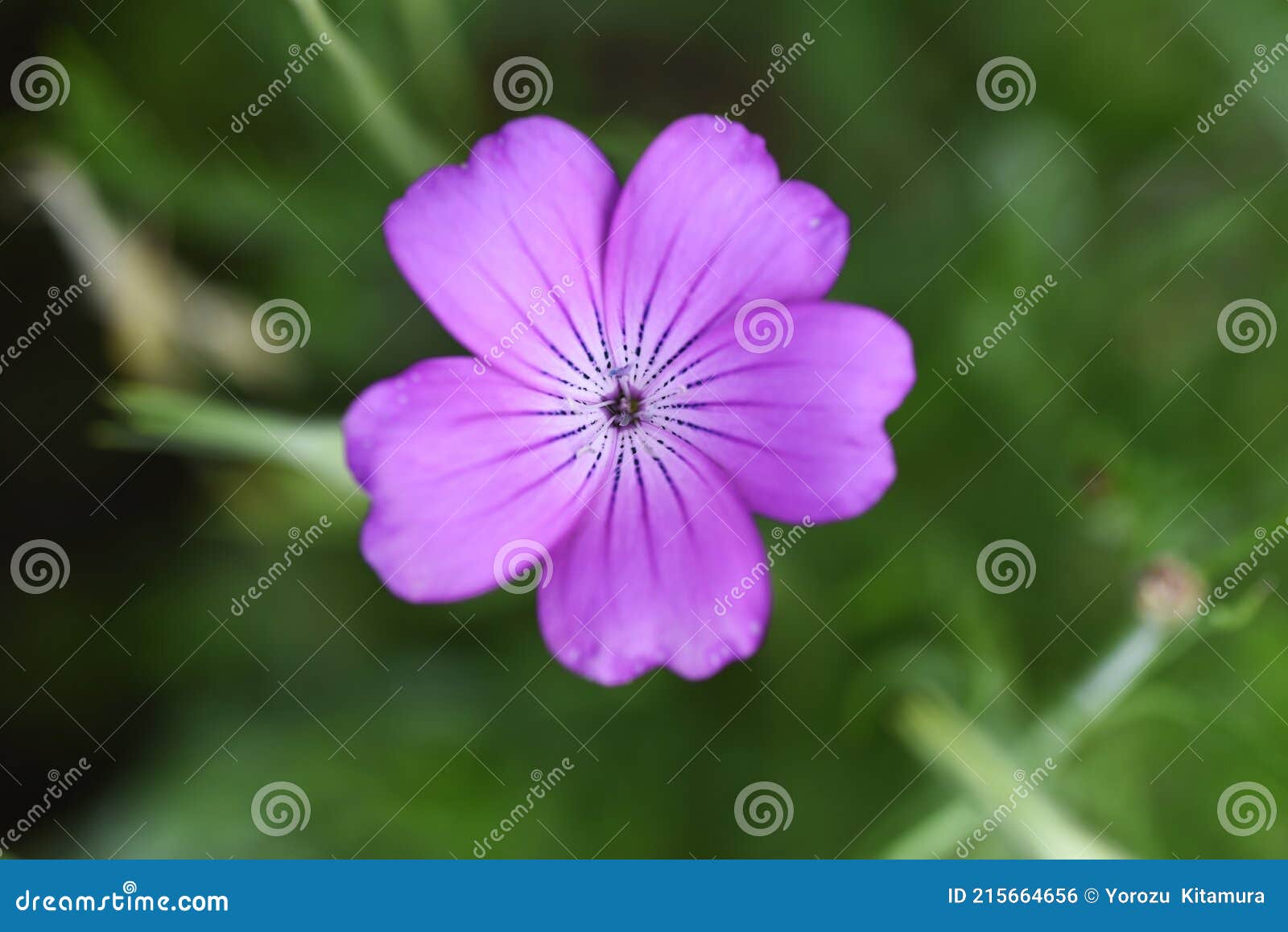 トウモロコシコックルの花 Stock Photo Image Of Common Blossom Garden