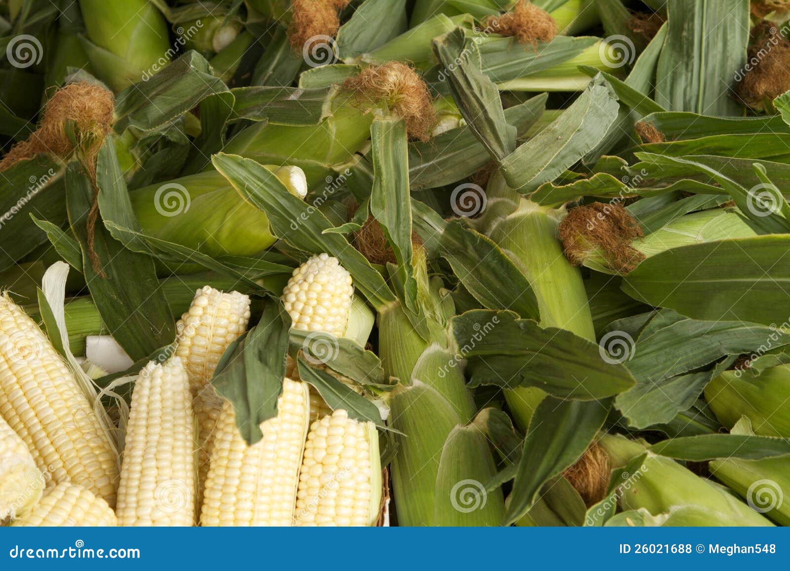 Corn and Corn Husks stock photo. Image of harvest, vegetable 26021688