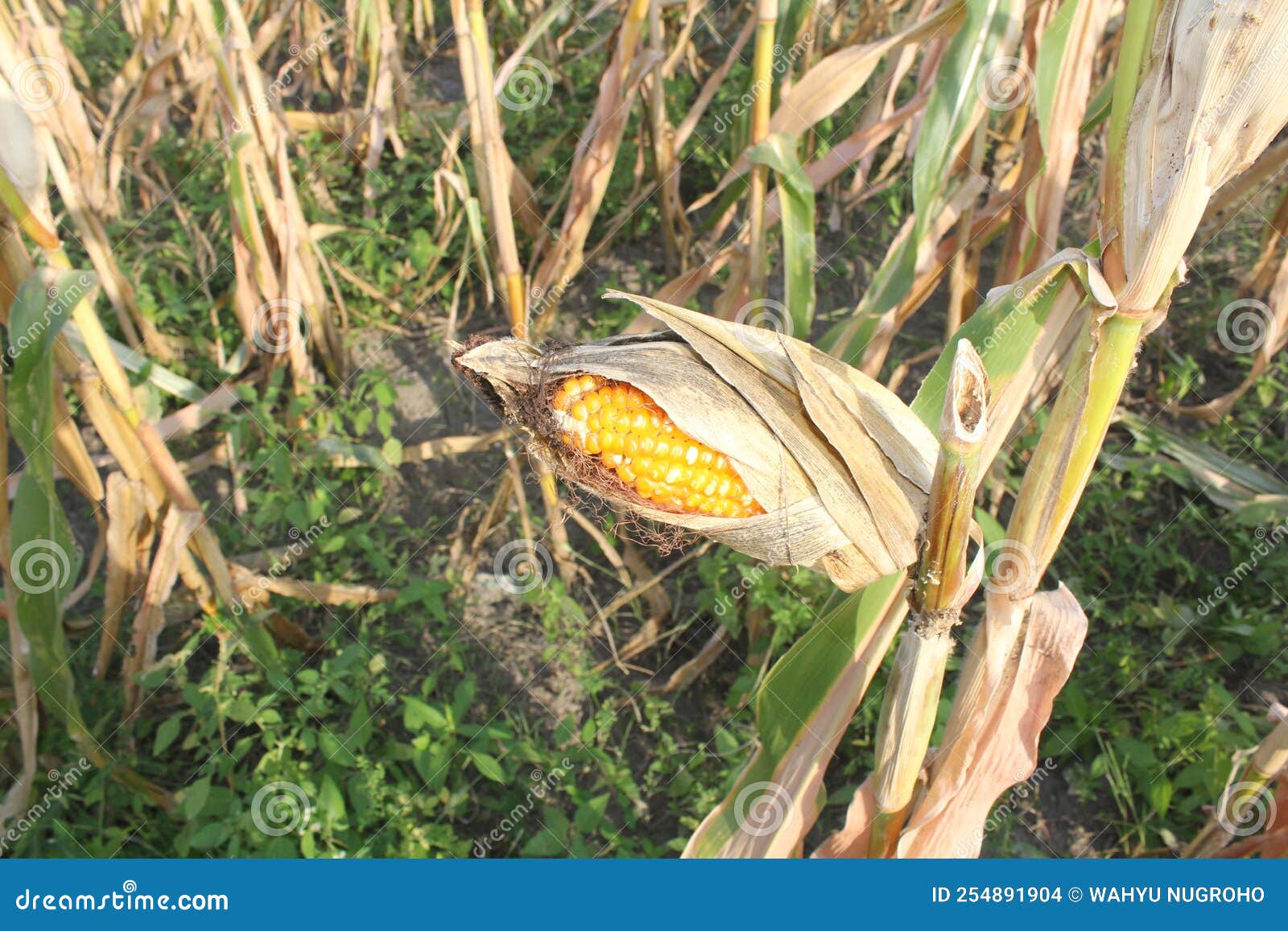 Corn in the Cornfield Ready for Harvest by Farmer Stock Photo Image