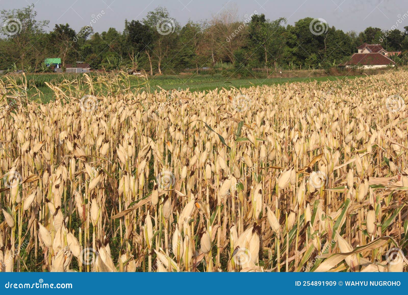 Corn in the Cornfield Ready for Harvest by Farmer Stock Image Image
