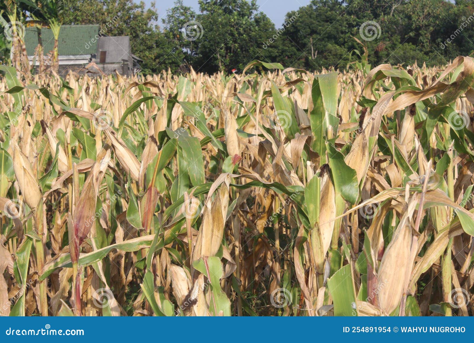 Corn in the Cornfield Ready for Harvest by Farmer Stock Photo Image