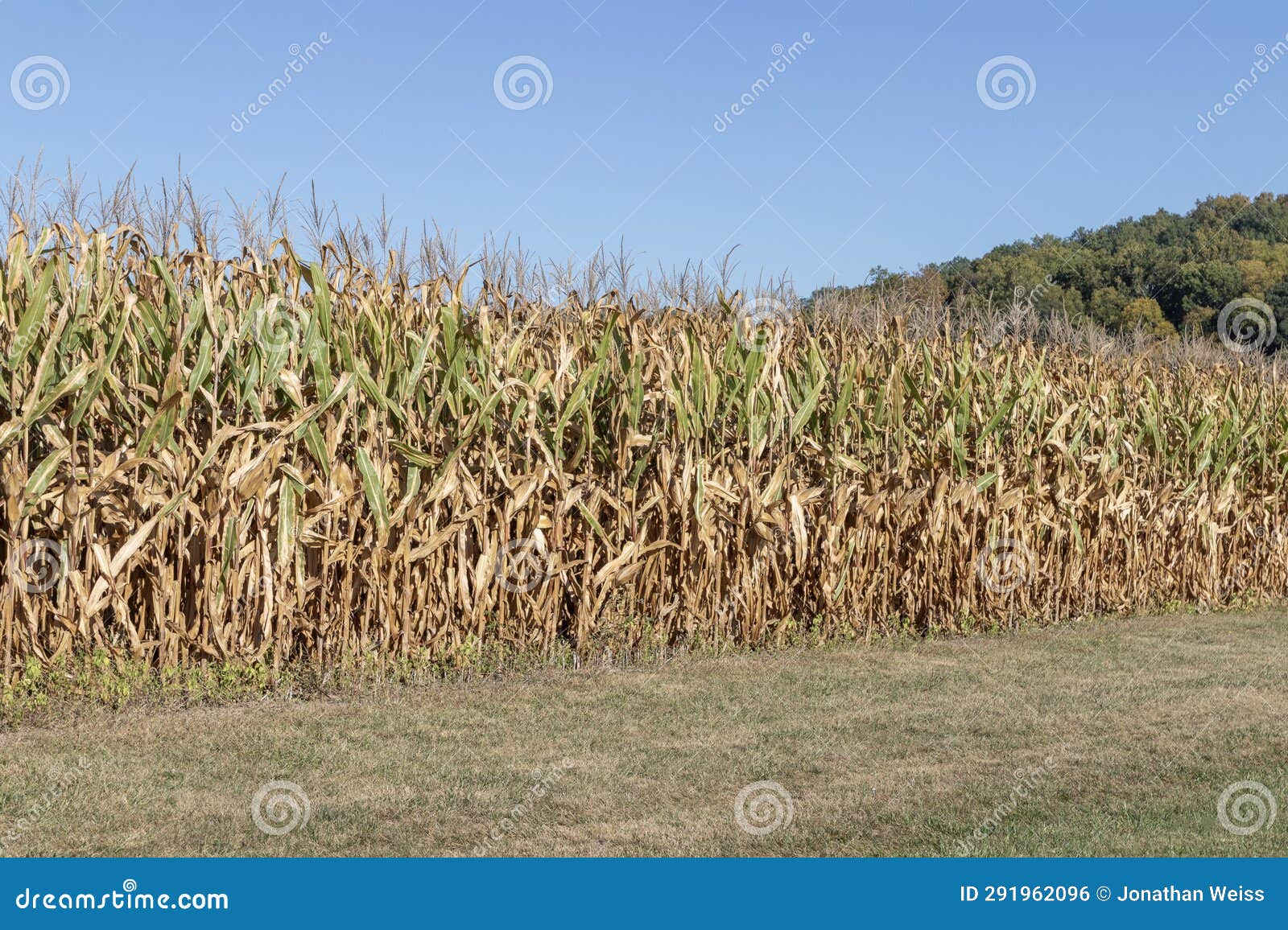 Corn Crop Field in the Fall Season, Soon Ready for Harvesting and