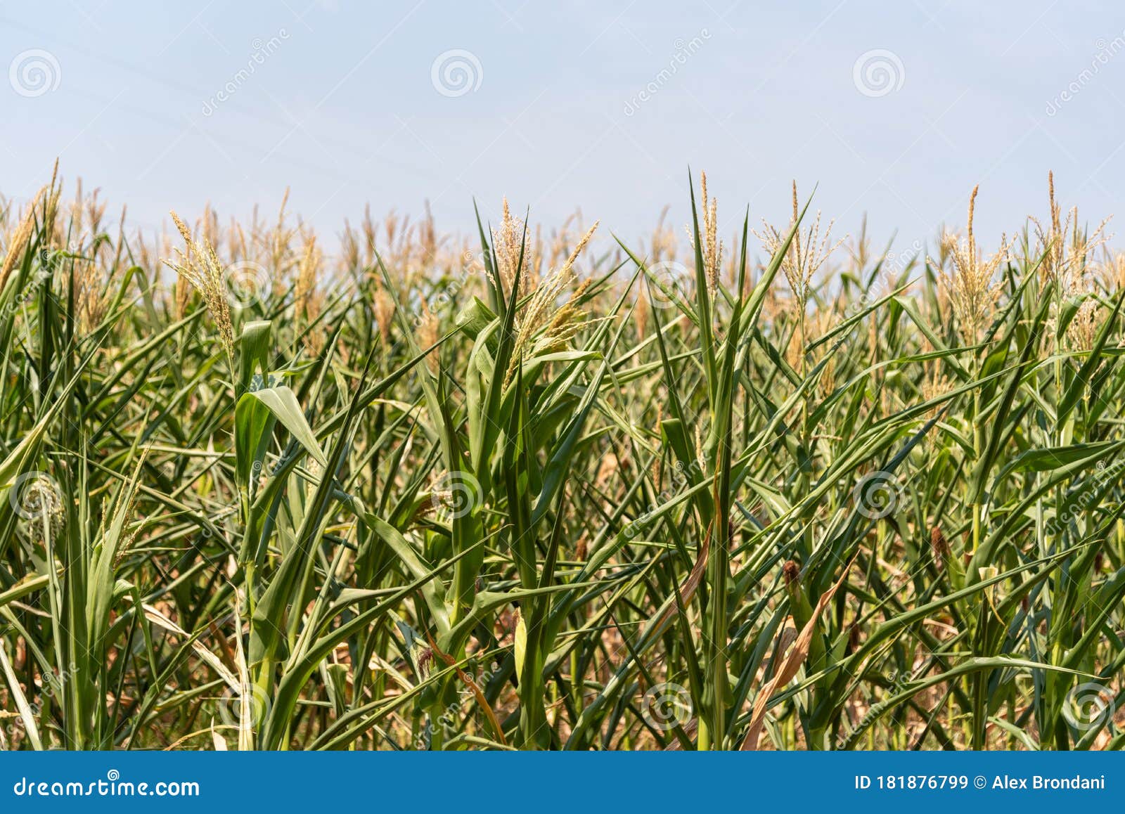 corn cropping at the pending stage and ear formation in brazil