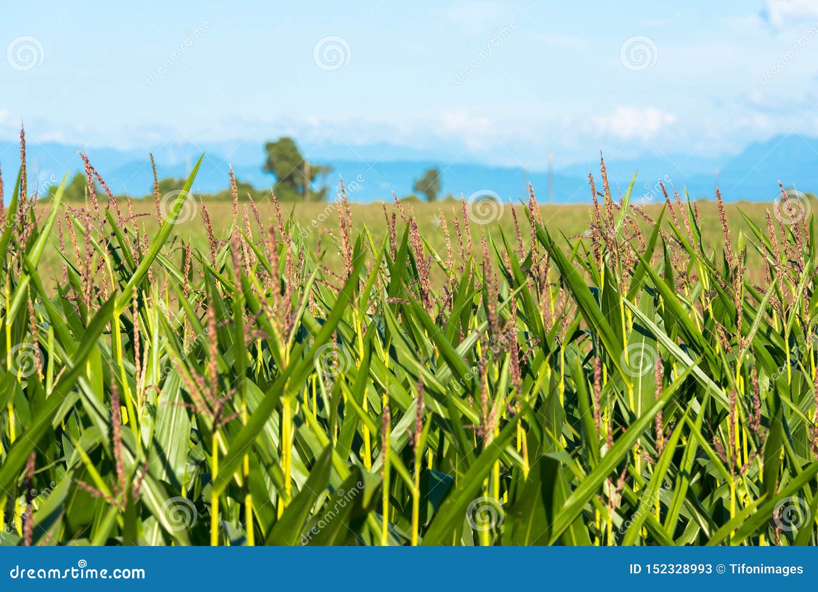 corn crops at the shores of lake llanquihue, chile