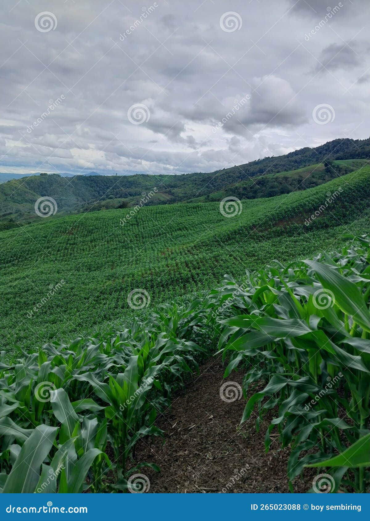 Corn That Is 30 Days Old And Waiting To Be Harvested Stock Photo corn-that-is-30-days-old-and-waiting-to-be-harvested-stock-photo