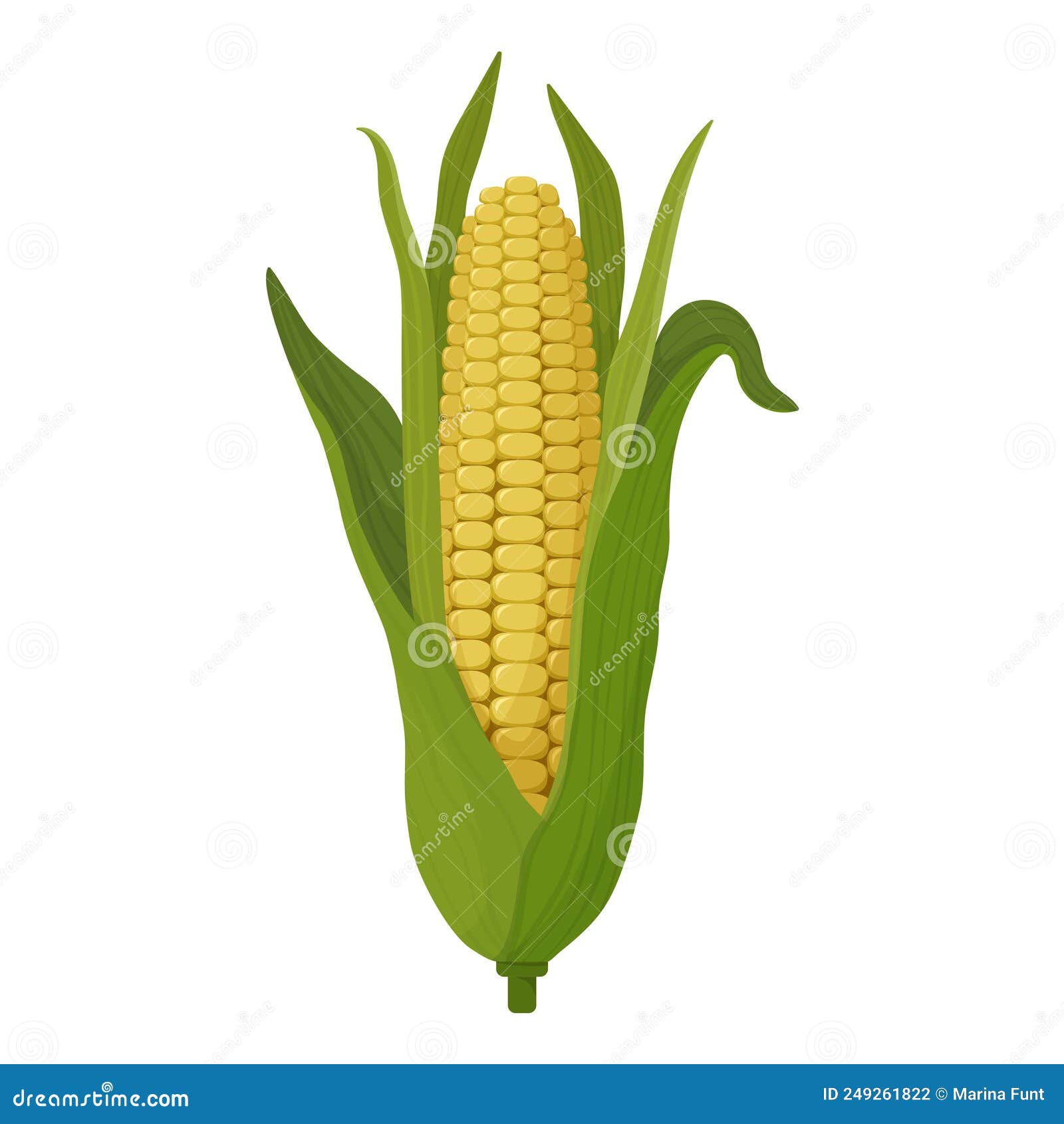 Corn Drawing Cartoon, Large Cob with Leaves and Grains. Corn Icon Stock Vector Illustration of