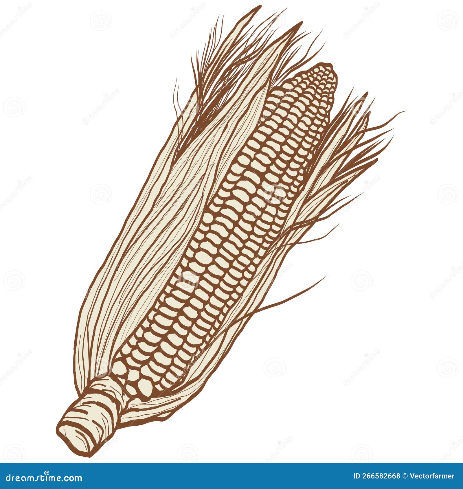 Corn Drawing Vintage Retro Illustration Line Art Sketch Vector Stock