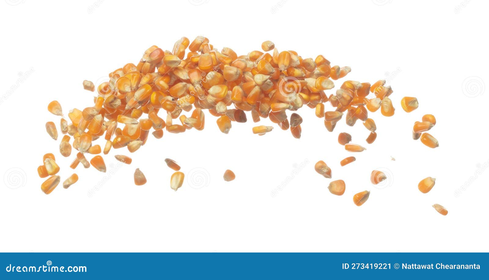 Corn Dried Seed Grain Fly in Mid Air. Yellow Golden Corn Seed Falling