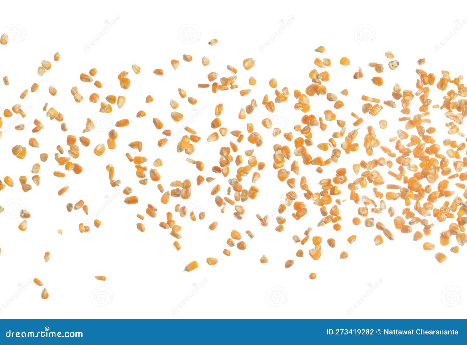 Corn Dried Seed Grain Fly in Mid Air. Yellow Golden Corn Seed Falling