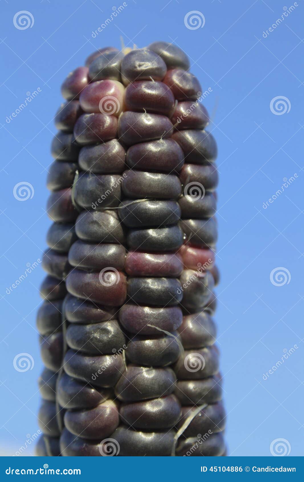 Corn Ear stock photo. Image of healthy, multi, husk, corn 45104886