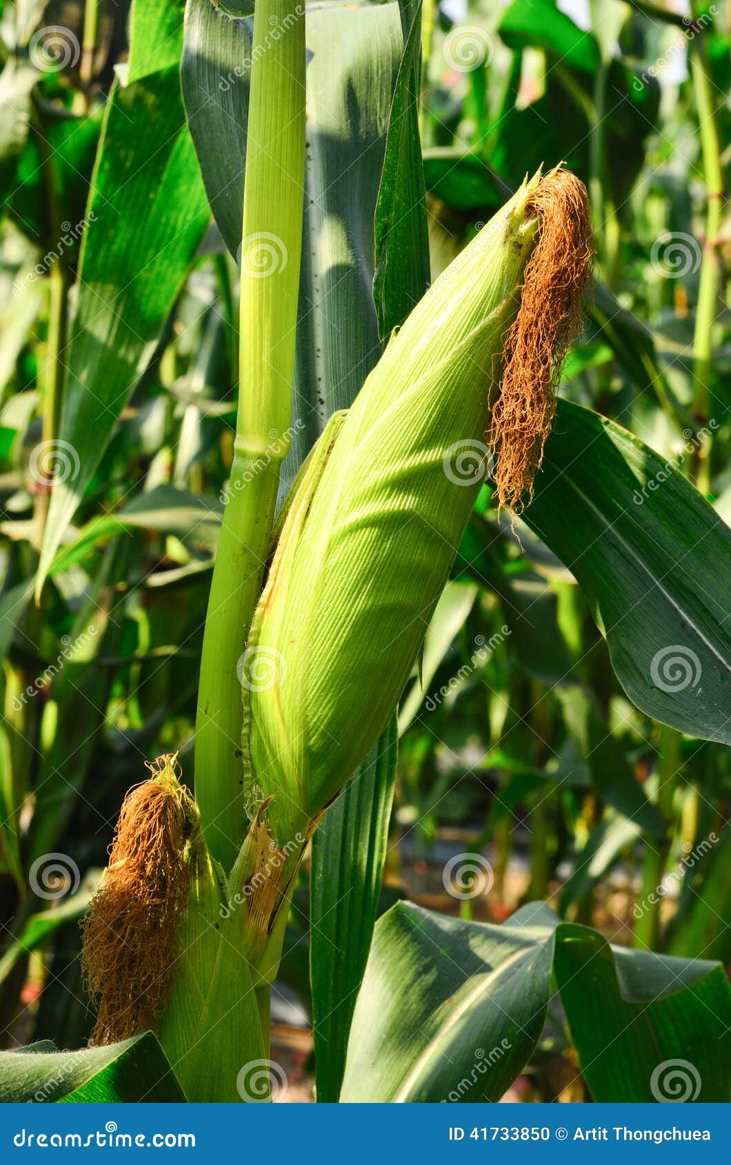 Corn ears on the stalk stock photo. Image of harvest 41733850