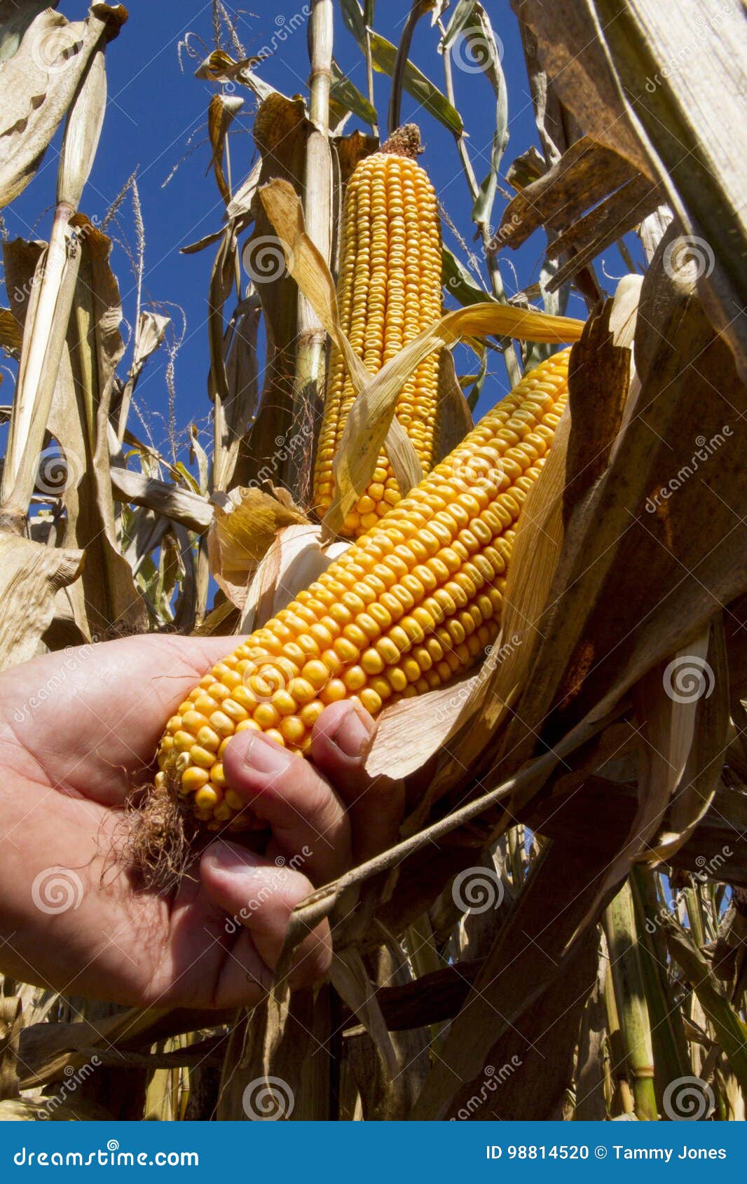 Corn Ears on Stalk stock photo. Image of crops, closeup 98814520