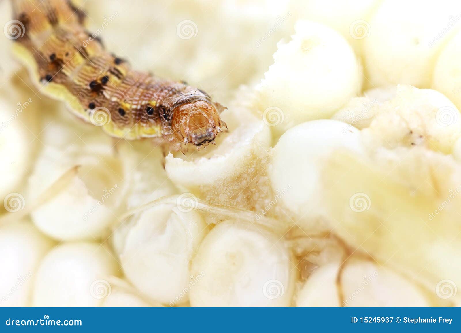 Corn Earworm stock image. Image of agriculture, budworm 15245937