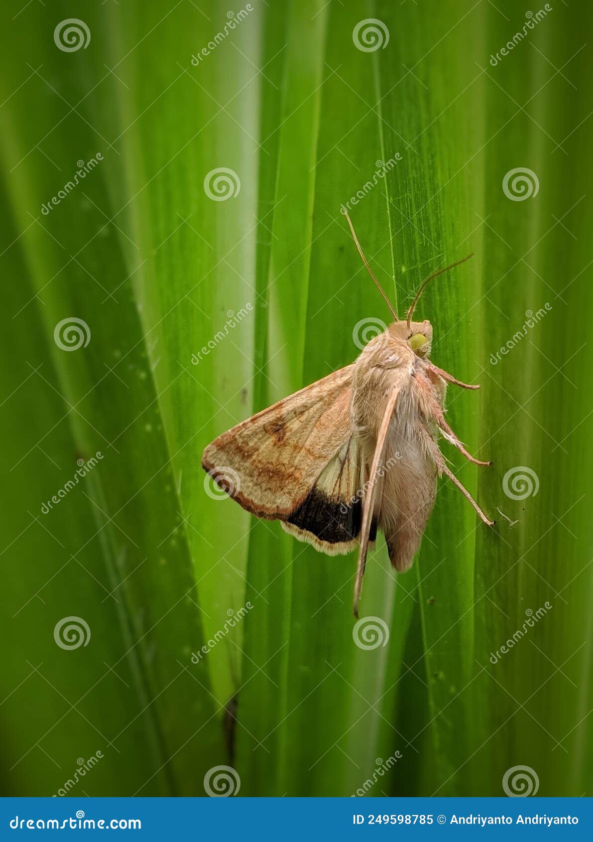 Corn Earworms are Perched on the Grass, these Insects are Agricultural