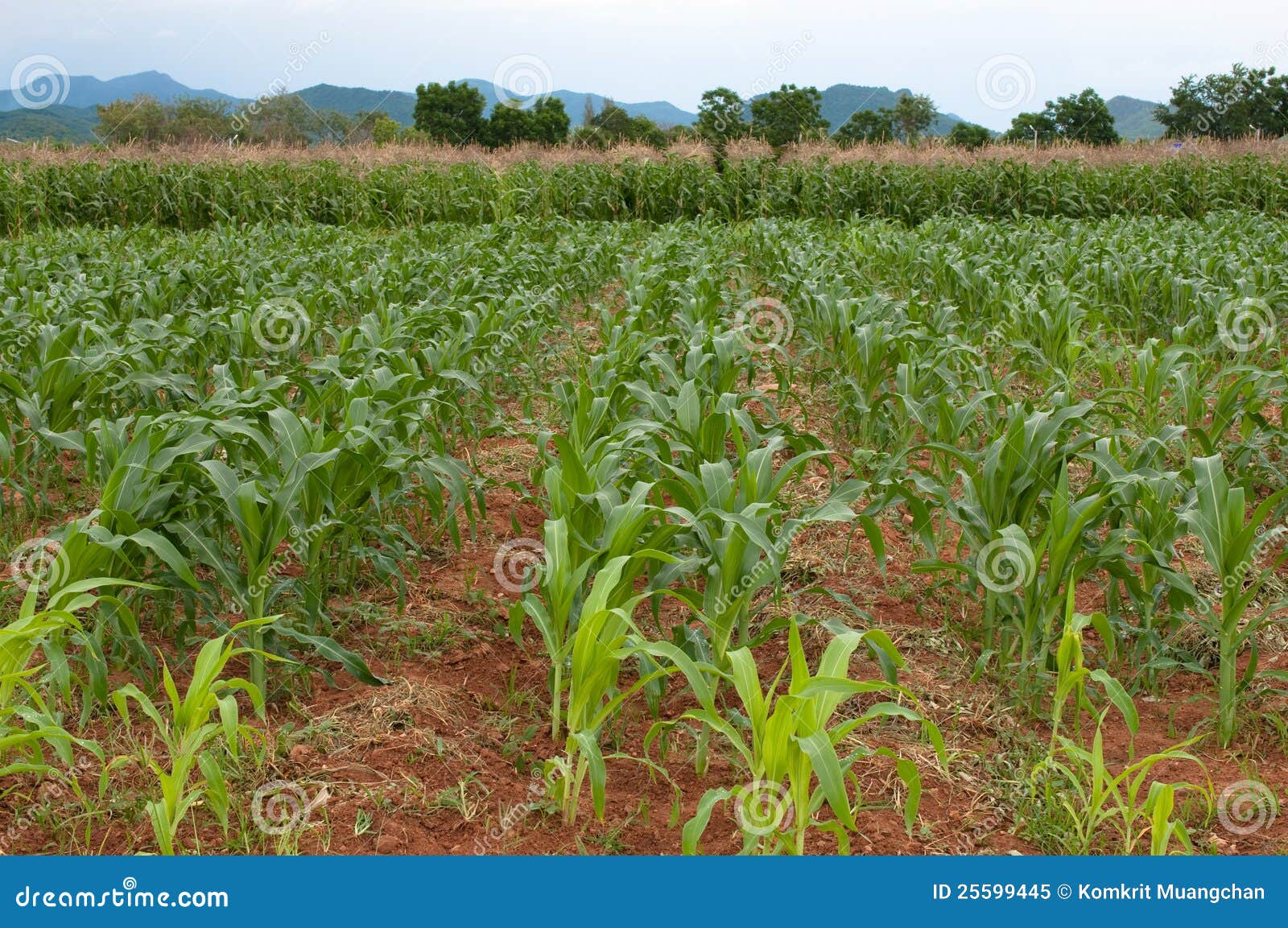 Corn farm stock image. Image of heat, green, agriculture 25599445