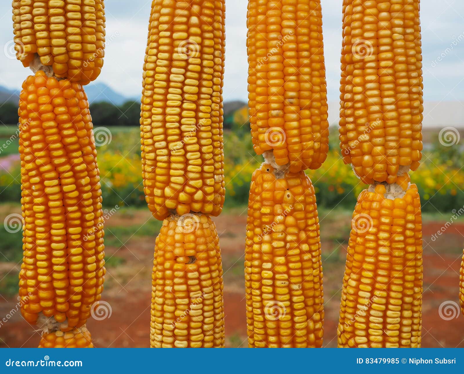 Corn in Farm for Background Stock Image Image of farm, seed 83479985