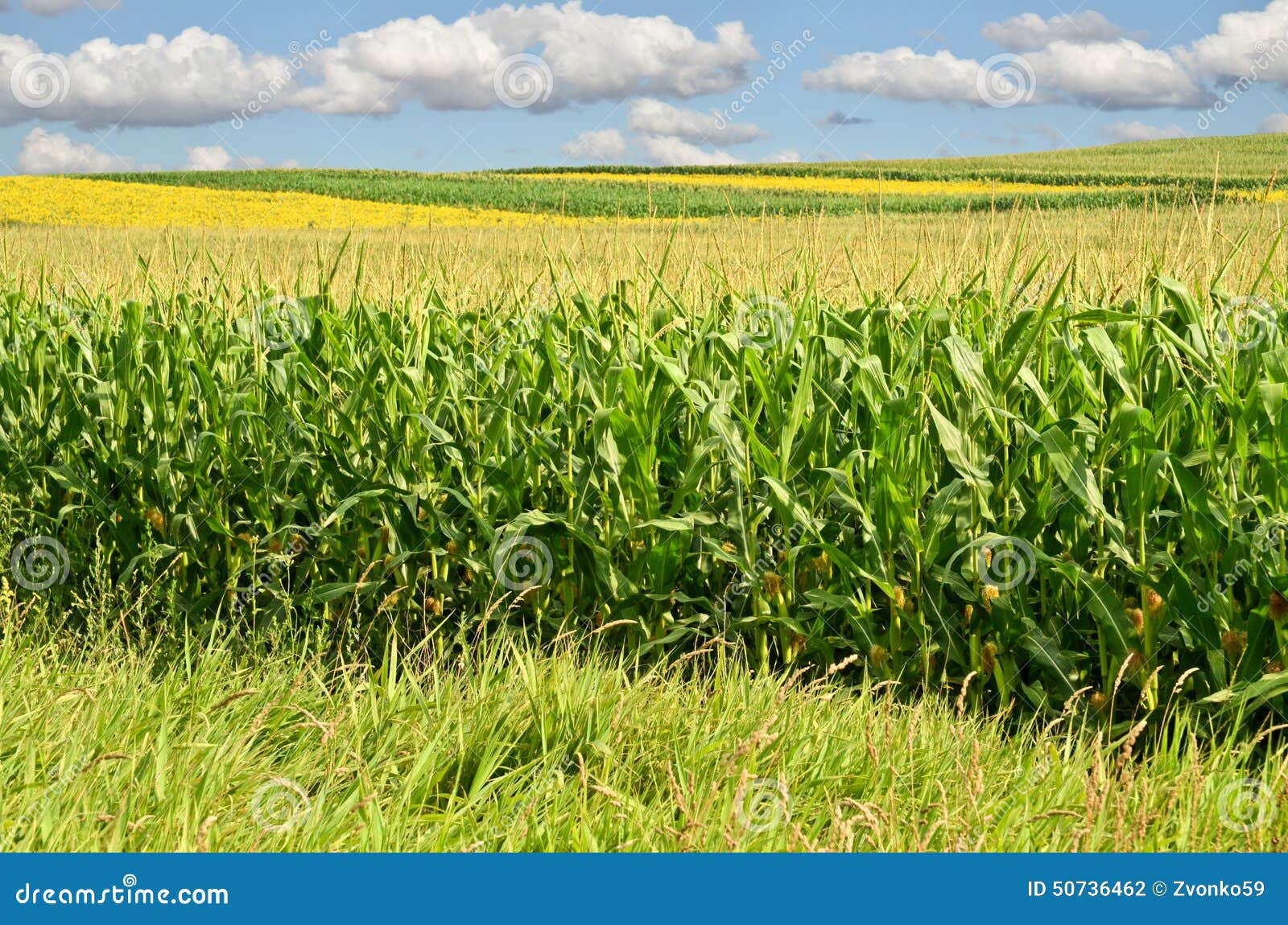 Corn Farm stock photo. Image of growth, fresh, desktop 50736462