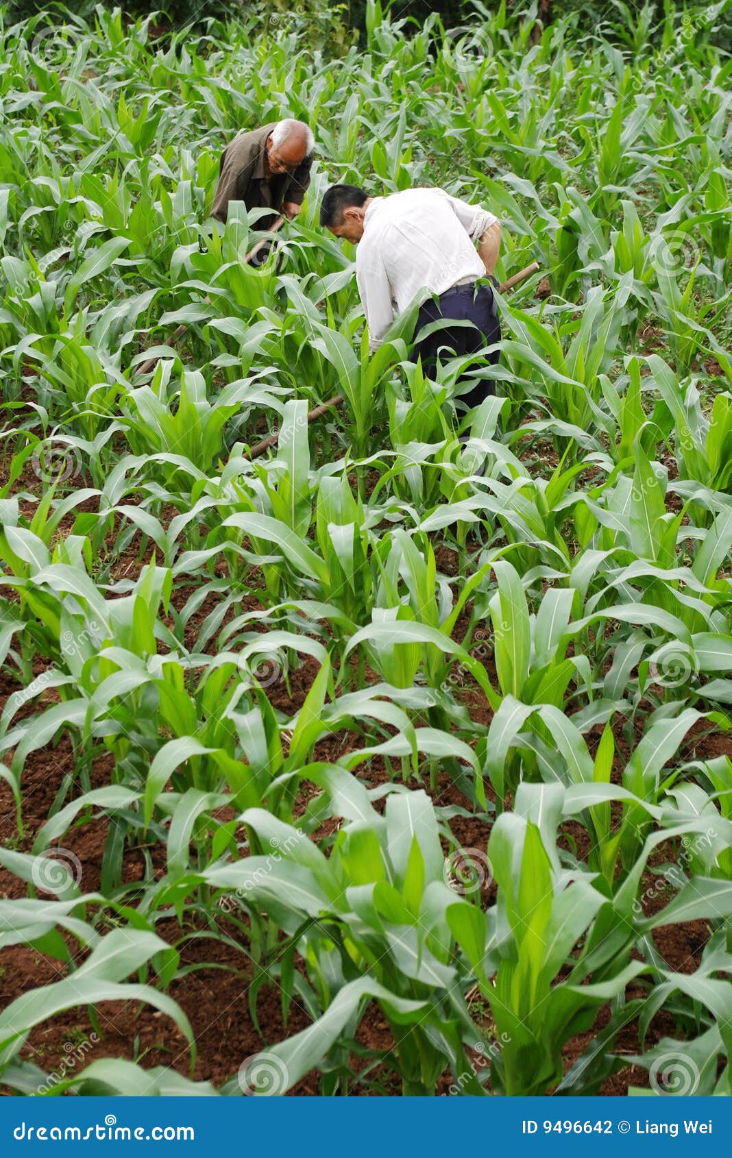 Corn farmers in the stock photo. Image of corn, materials 9496642