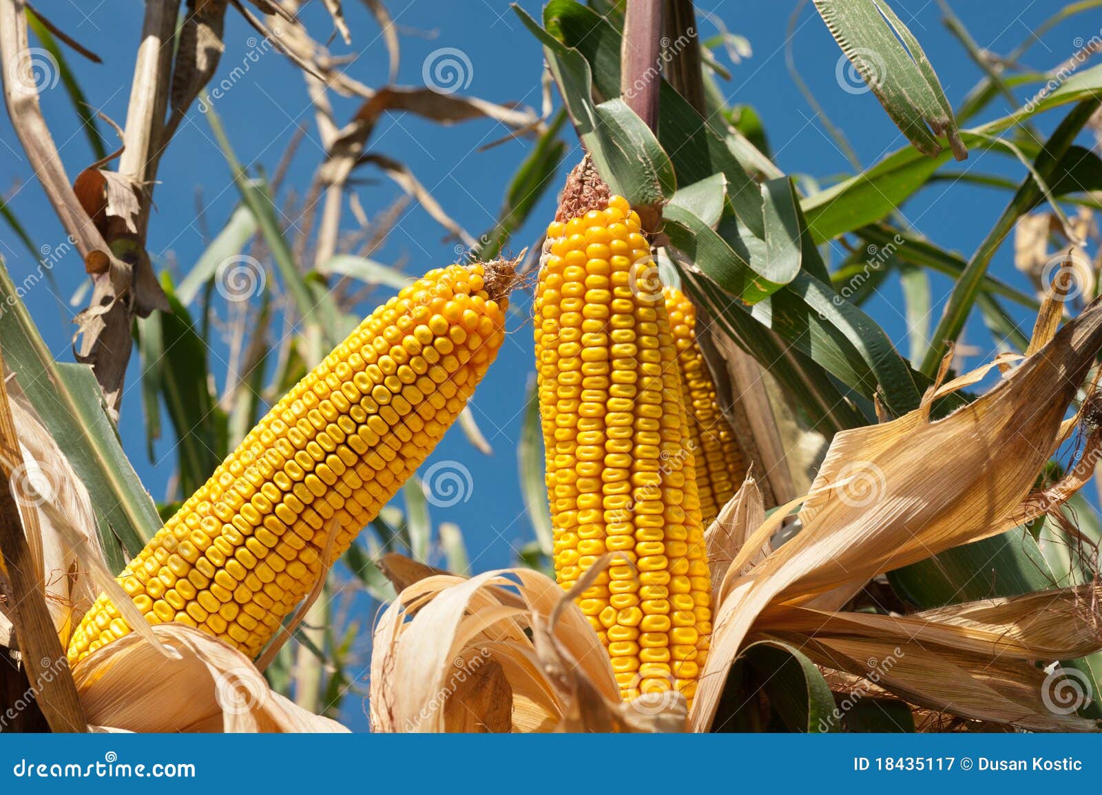 corn field