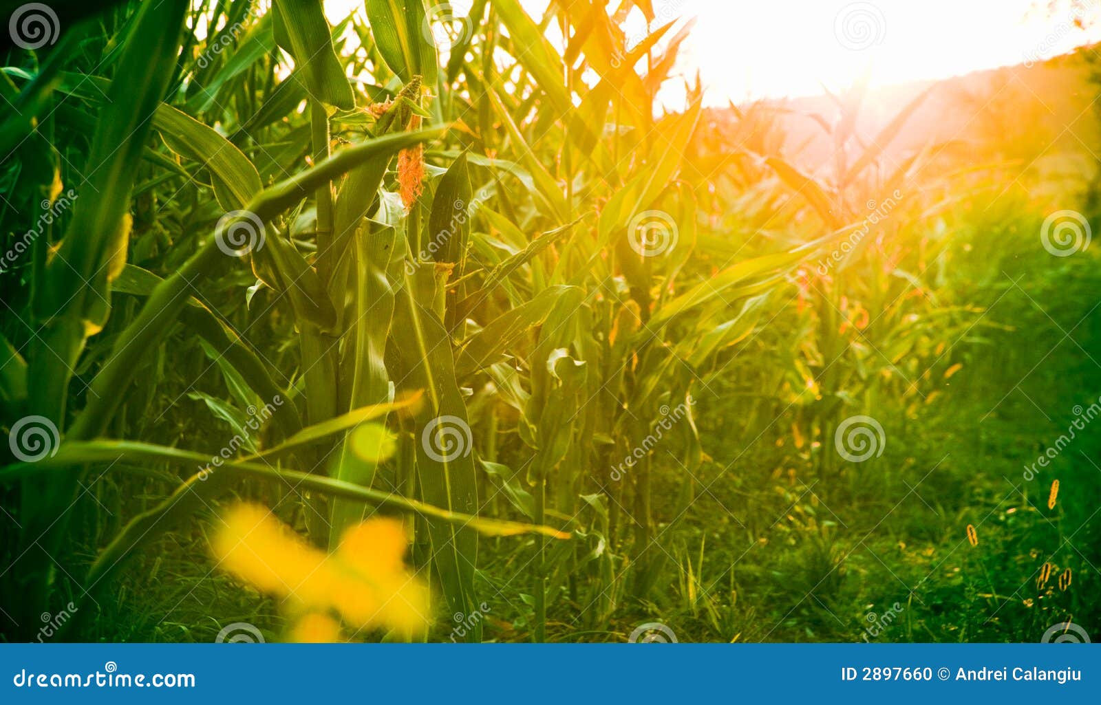 corn field