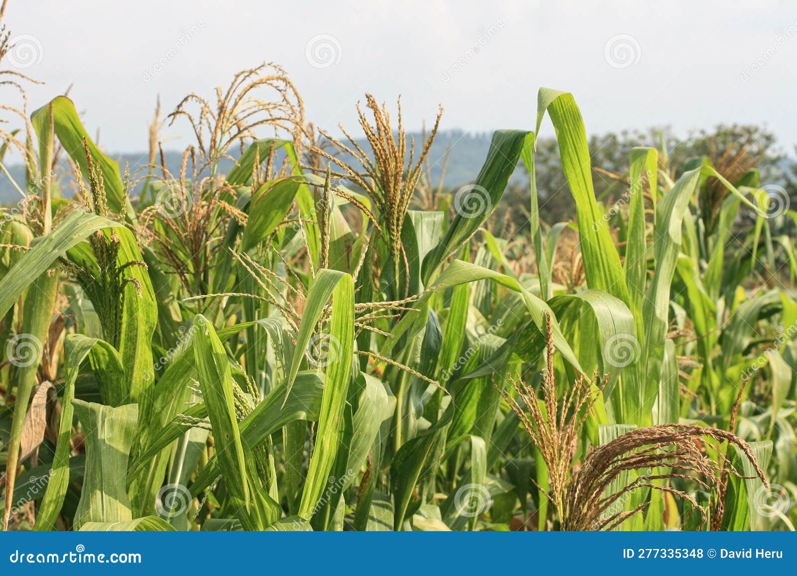 Corn Field Agriculture and Food Source Stock Photo Biology Diagrams