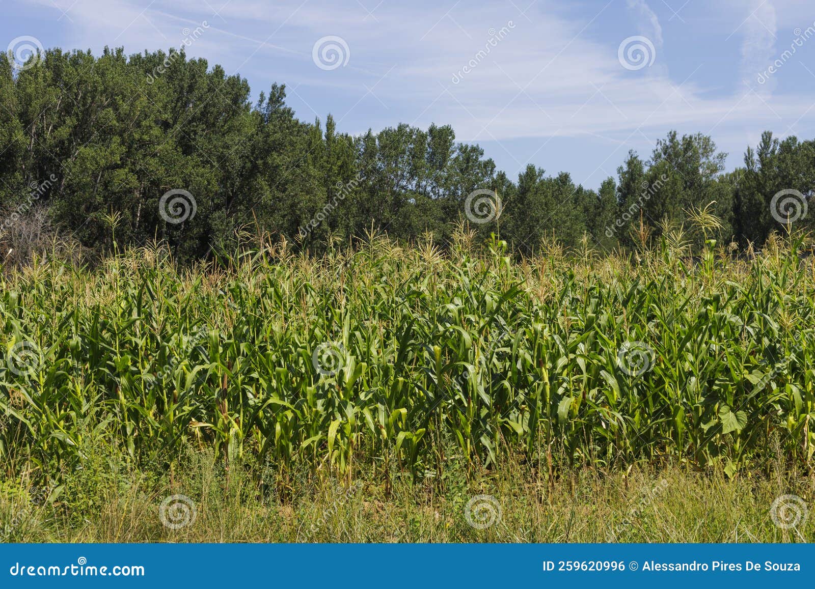 corn field along the camino de santiago, spain.