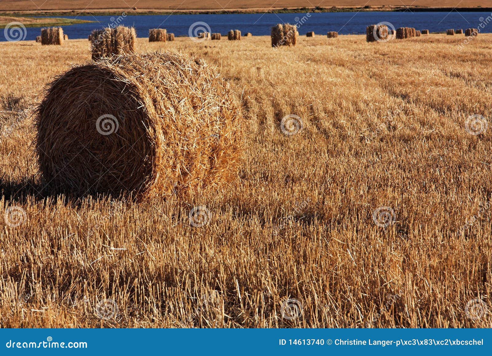 Corn Field with Bales of Straw Stock Photo Image of autumn, fields