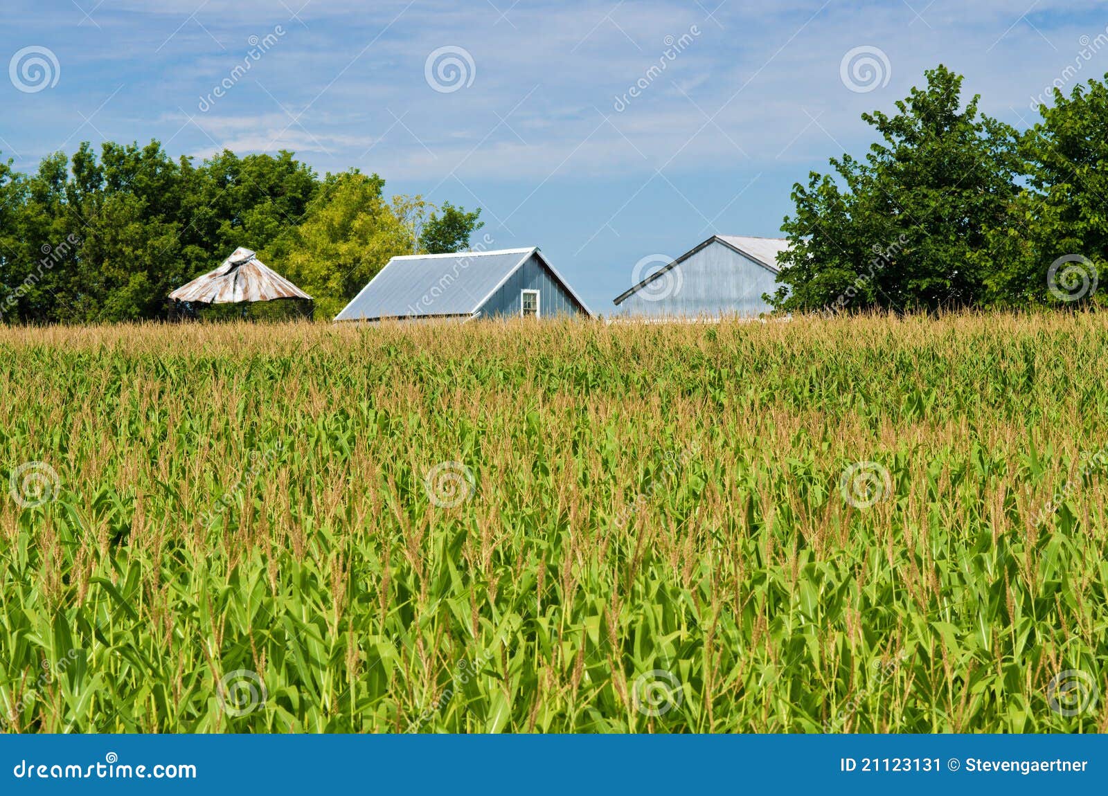 Corn field, and barns stock image. Image of bright, farm 21123131