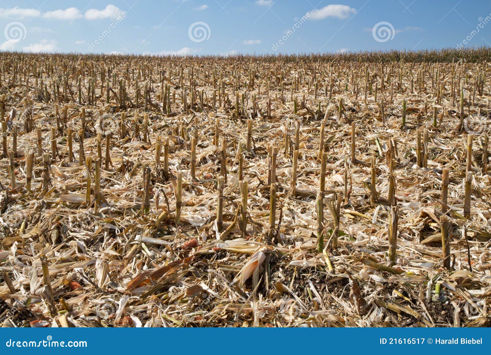 Corn Field in Bavaria (Germany) after Harvesting Stock Image Image of