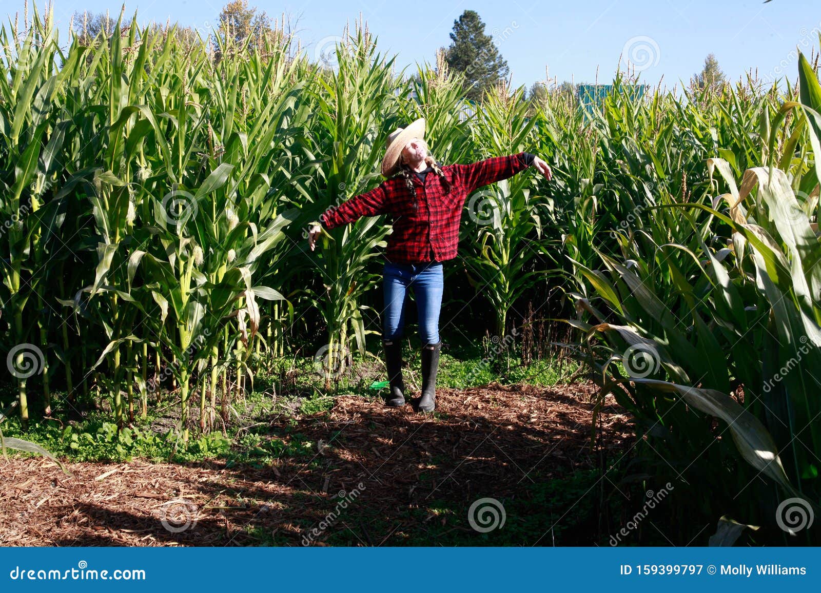 corn field