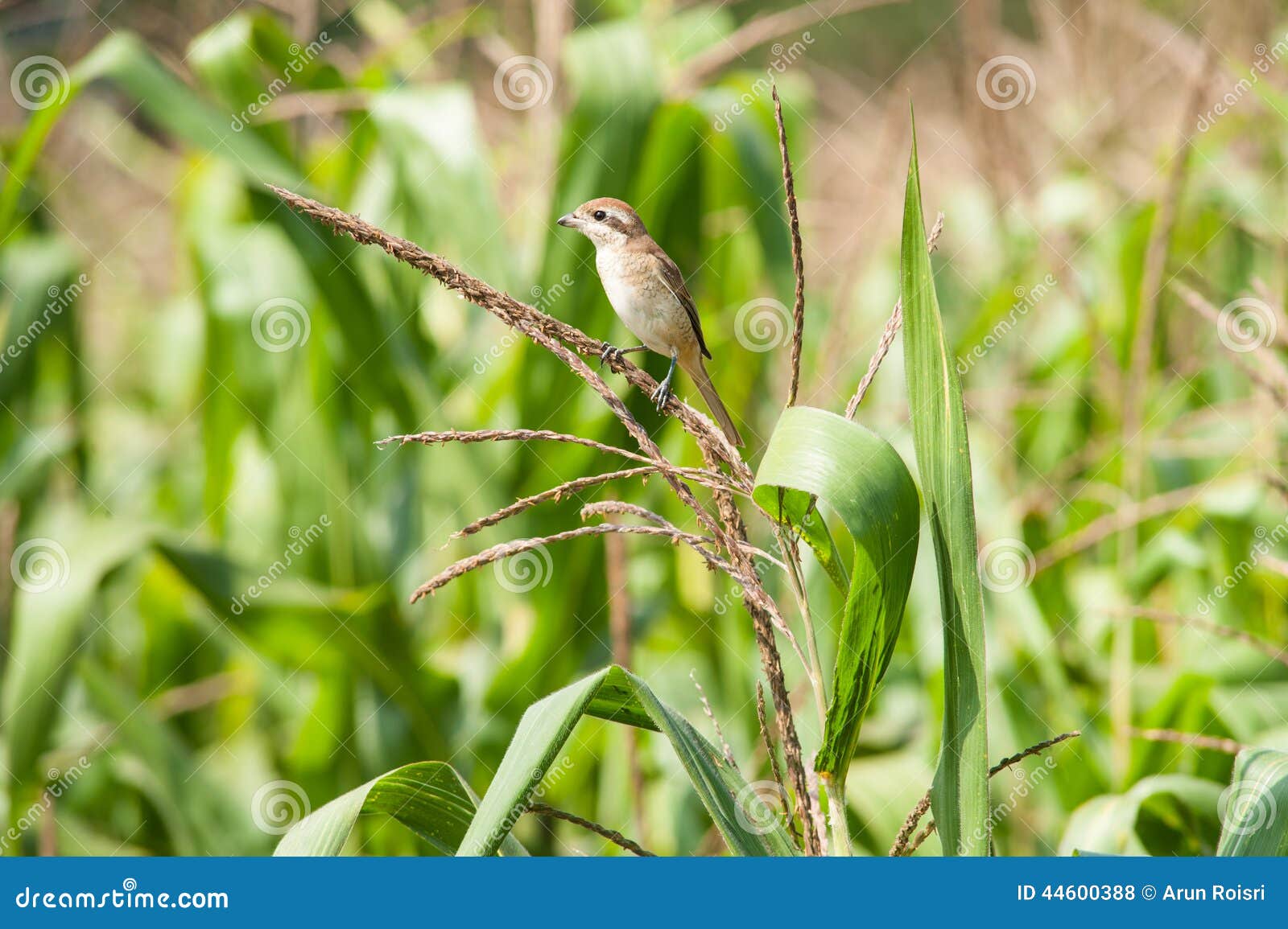 Corn Field And Bird (Brown Shrike) Stock Photo Image 44600388