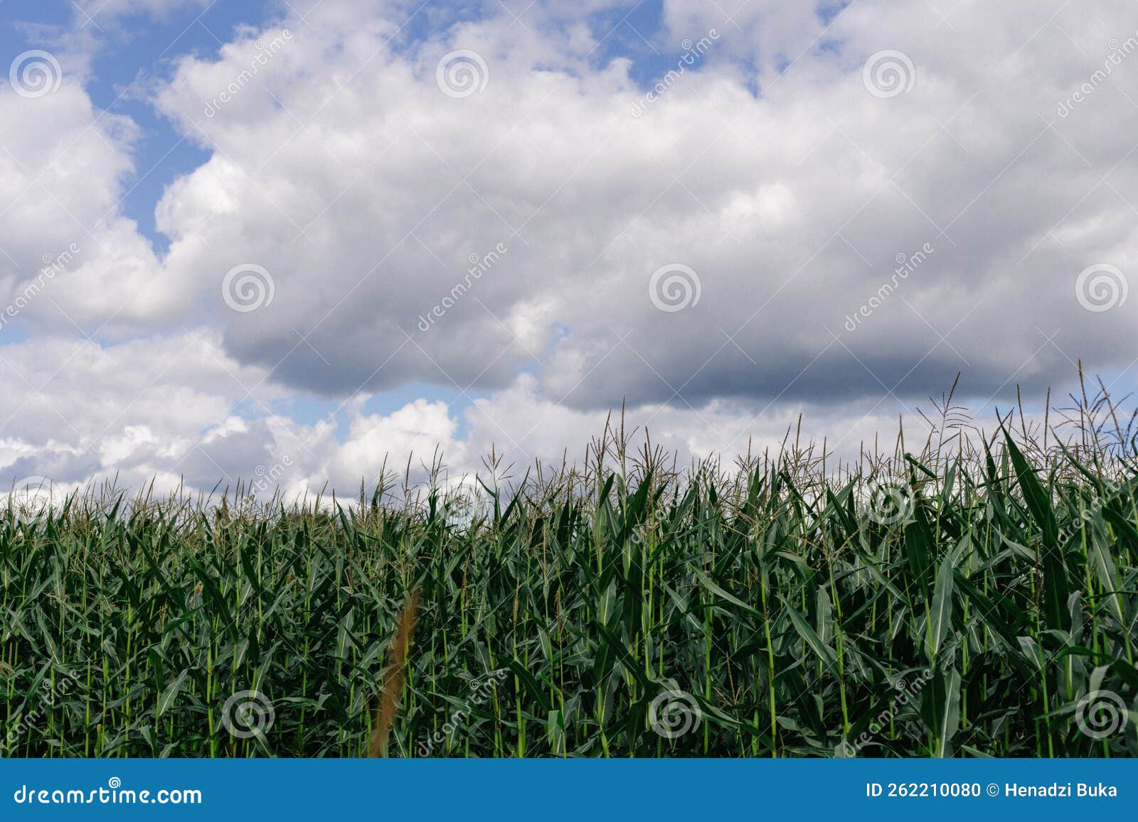 Corn Field and Clouds. Landscape with Cornfield Stock Photo Image of