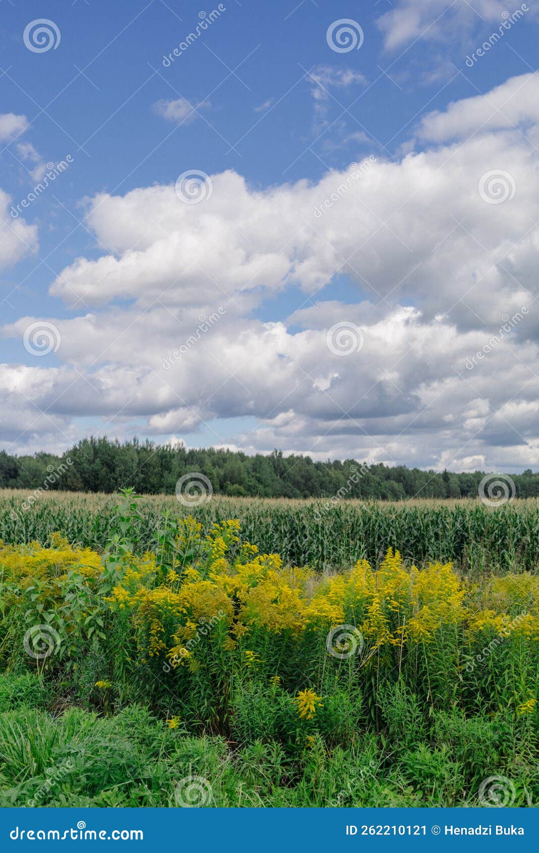 Corn Field and Clouds. Landscape with Cornfield Stock Image Image of