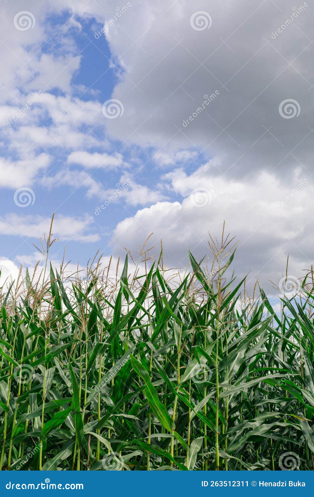 Corn Field and Clouds. Landscape with Cornfield Stock Image Image of