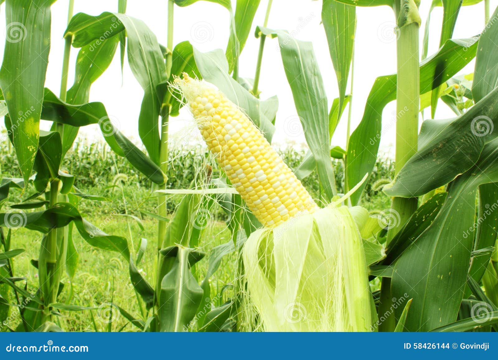 corn field with corn ear