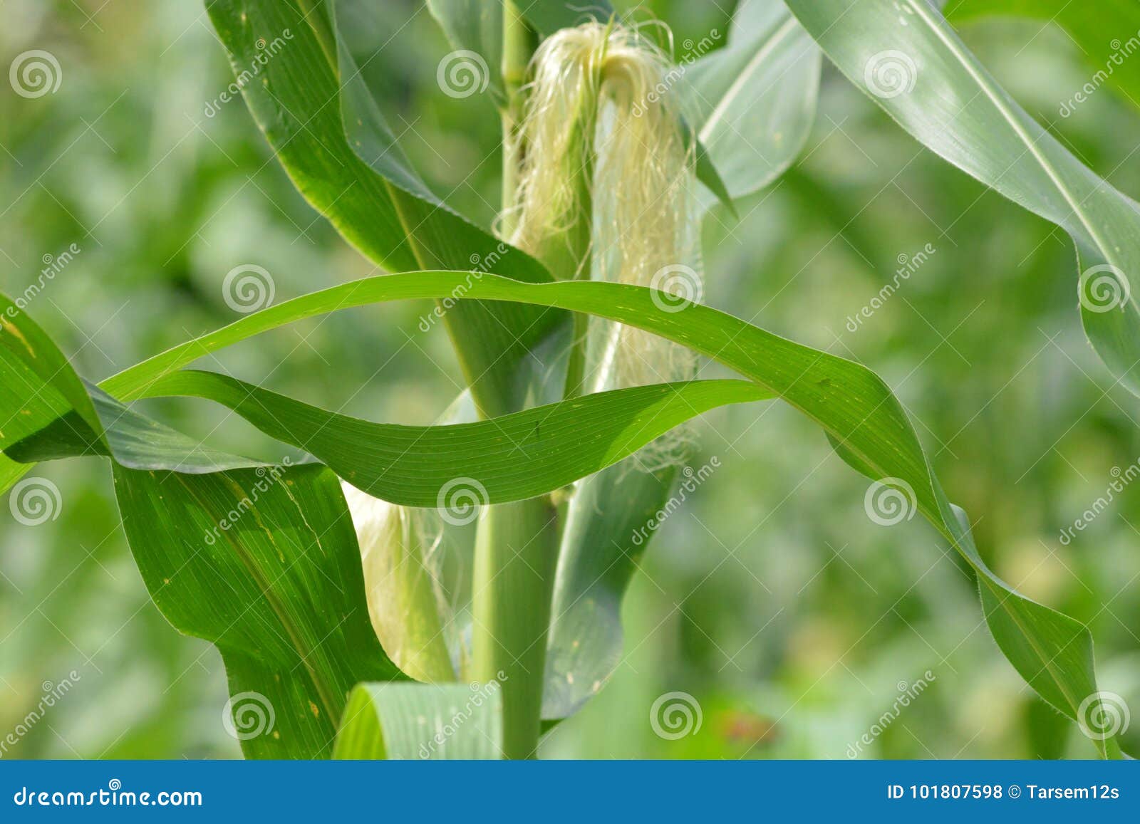 corn field, corn mazes, corn silk