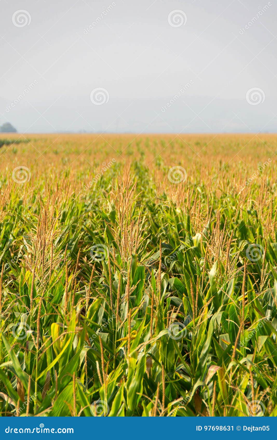 Corn, field of corn stock image. Image of country, crop 97698631