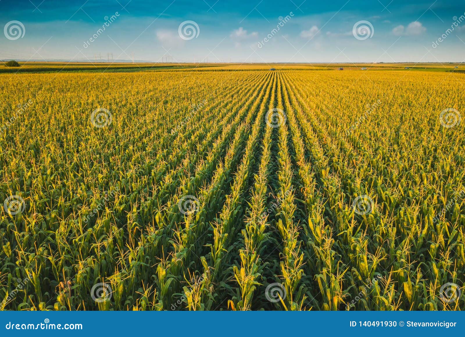 corn field from drone perspective