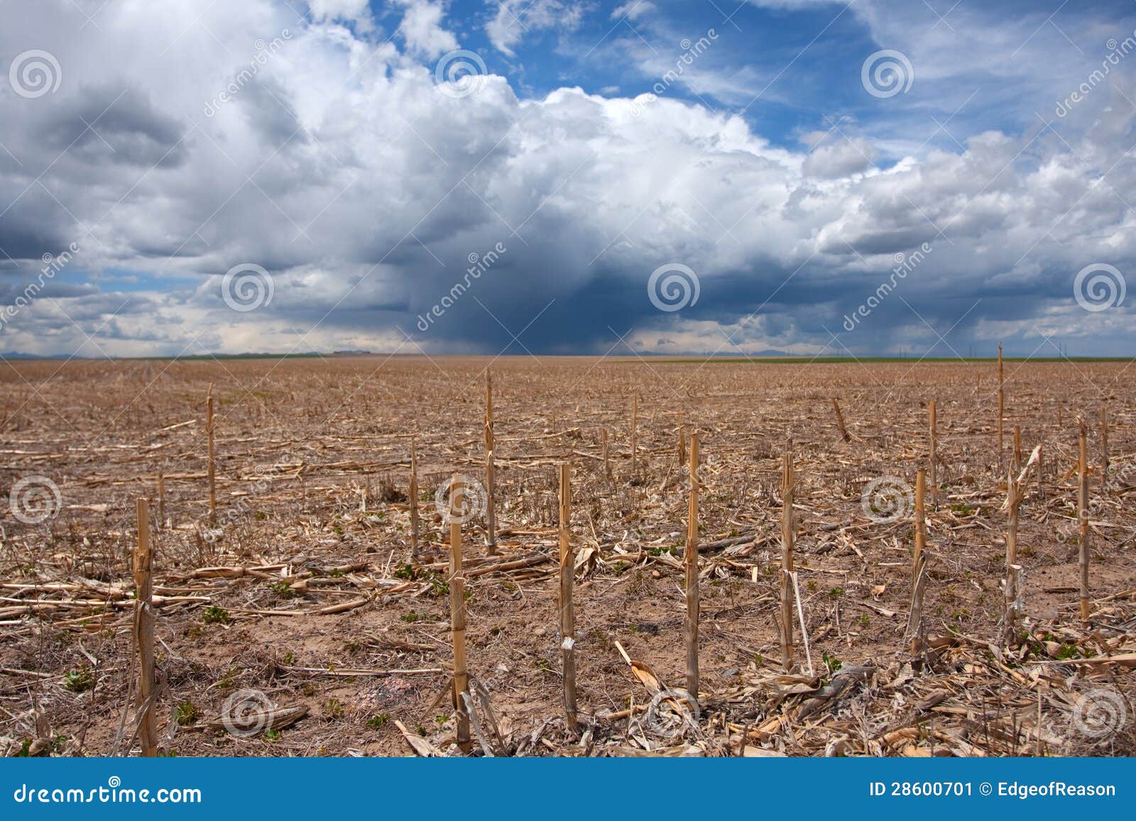 Corn Field in Drought with Rain Stock Image Image of plant, rural 28600701