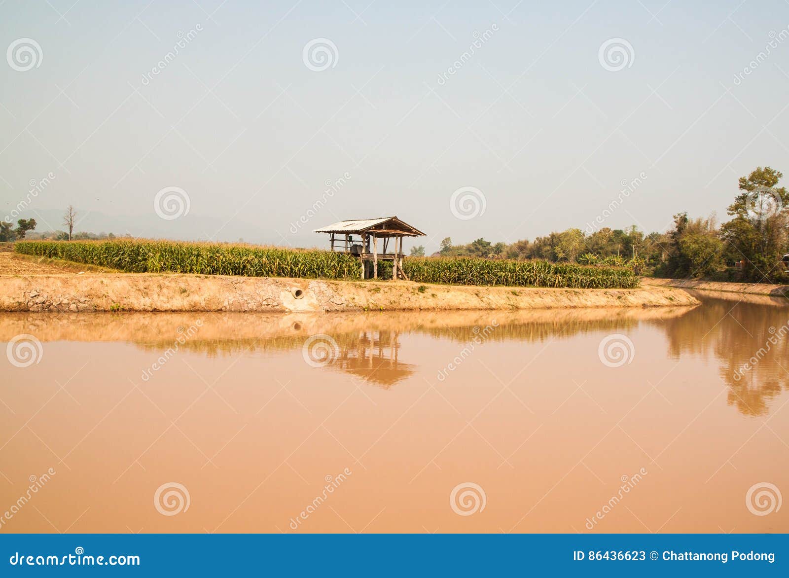 corn field in dry season, thailand